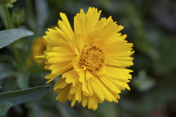 オオキンケイギクの花