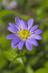 Obraz premium ミヤコワスレの花