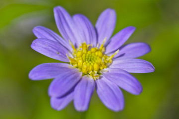 Obraz premium ミヤコワスレの花