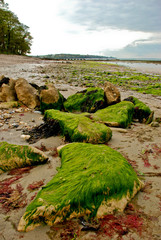 seaweed covered rocks on beach in isle of wight