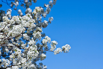 White Pear Blossoms in Spring on Blue Sky