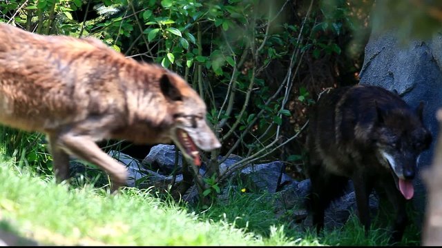 timberwolf