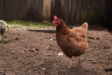 A group of pasture raised chickens
