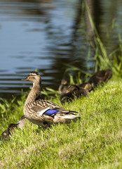 duck with duckling