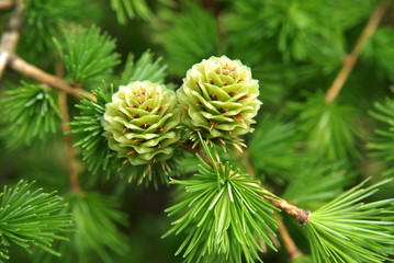 young larch cones, larch tree