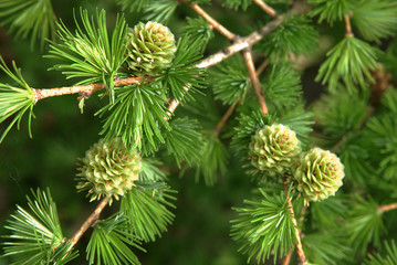 young larch cones, larch tree - obrazy, fototapety, plakaty