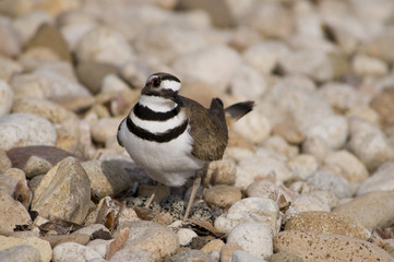 Kildeer guards nest of eggs