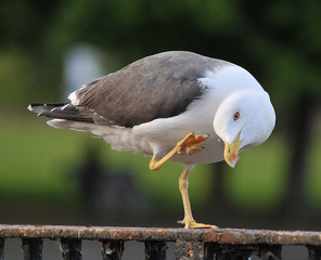 Gull