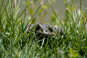 Frog with evil stare