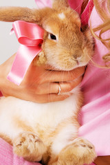 A little rabbit with a pink bow