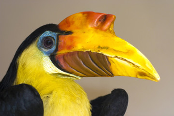 Wrinkled Hornbill