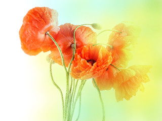 Obrazy na Szkle  romantic poppies