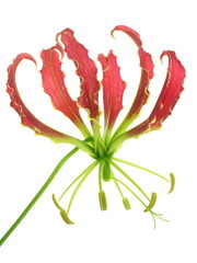 Gloriosa