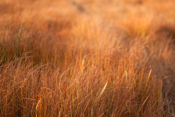 grass dried by weedkiller