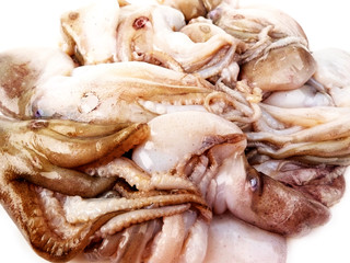 octopus  - calamari seafood isolated