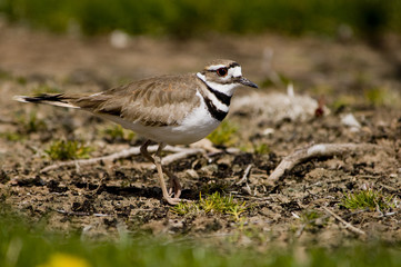 Killdeer