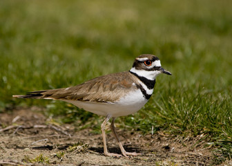 Killdeer