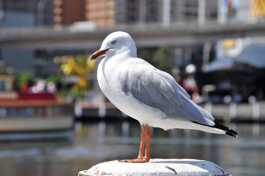 beautiful sea gull sits on a pole