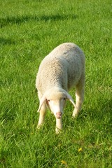 Lamm auf der Weide