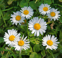 Obraz premium margeritten