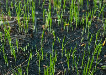 sparse grass