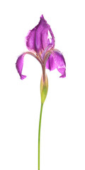 iris , isolated.