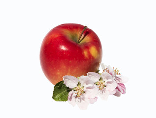 Apfelblüten mit Frucht