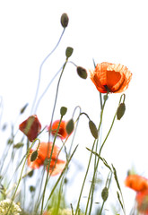 poppies with buds on white