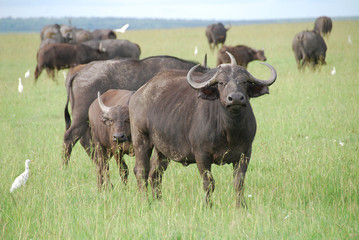 Naklejka na ściany i meble Buffalo w parku Masai Mara