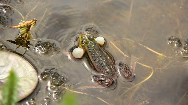 frosch quakend I