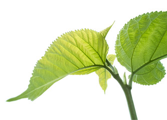 Mulberry leaves