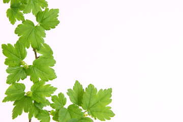 grüne pflanze,hintergrund