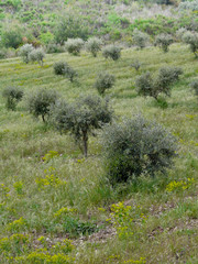 Plantation d'oliviers