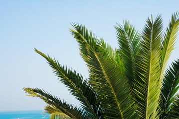 Green palm tree leaves