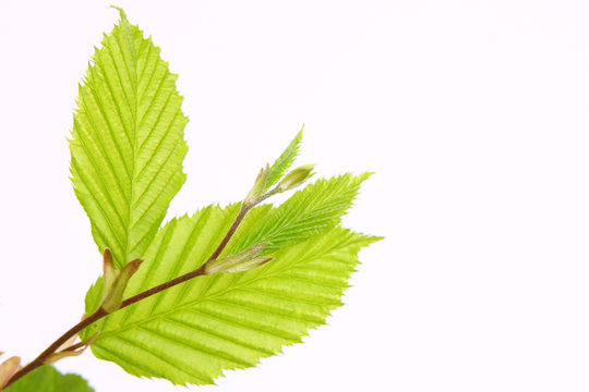 gr&uuml;ne bl&auml;tter