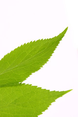 blätter,hintergrund