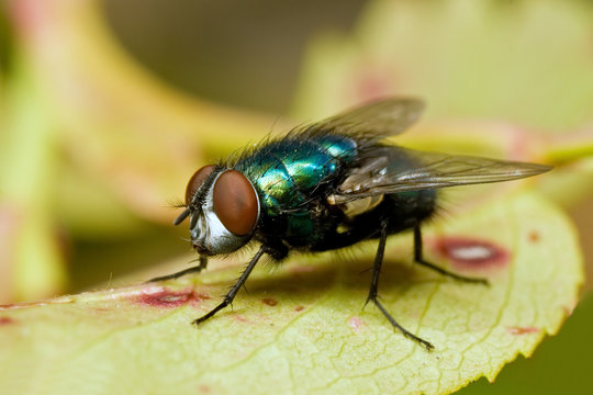Green metallic fly