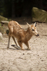 Davidshirsch (Kälbchen)