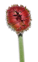 capullo de flor gerbera sobre blanco