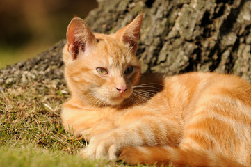 Junge Katze vor Baum