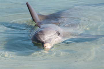 dolphin