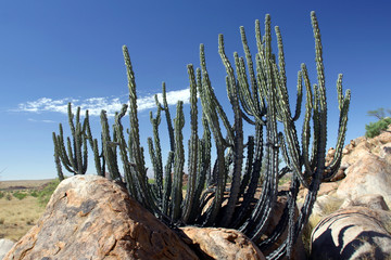 Kaktus Namibia