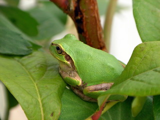 ブルーベリーの上のアマガエル