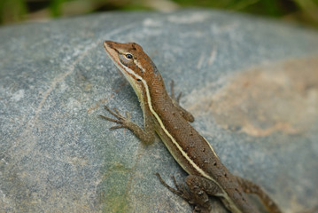 Anolis auratus - (Polychrotidae sauria)