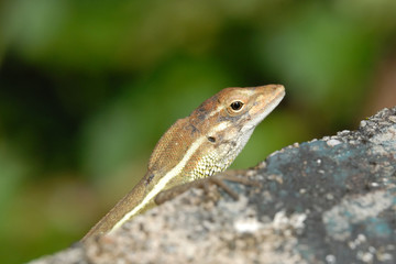 Anolis auratus - (Polychrotidae sauria)