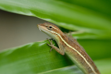 Anolis auratus - (Polychrotidae sauria)