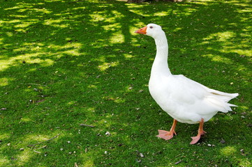 White Goose