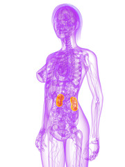 weibliche Anatomie mit markierten Nieren