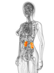 transparenter Körper mit markierten Nieren