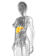 transparenter Körper mit markierter Leber